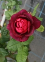 Rose04