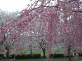 sakura pink cherry