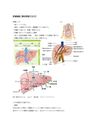 肝臓機能　<strong>腹水</strong>貯留について